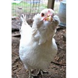 Large chickens