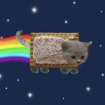 #!! COLOUR OF CATS