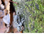 LIZARDS ONLY