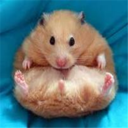 Funny cute hamster 7 Roblox decal