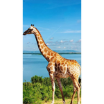 The Girrafe Squad