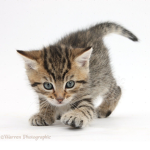 The Tabby Cat Club! :D