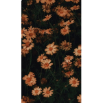 flower time!