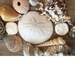{*•~Seashells~•*}