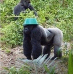 monkey_with_cool_hat