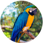 falcon of the parrot