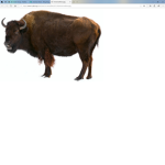 The Buffalo Indian Tribe