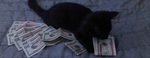 Cute cat with money