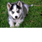 The Puppy Amazement Group