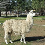 Llama Nation Squad