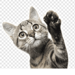 Cat Makers