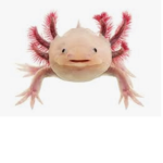Axolotl gang (axolotl lives matter)