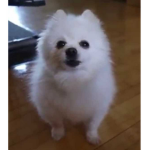 pupercakers group { offcial}