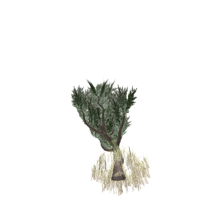 Cypress tree