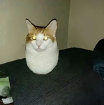 Cat club <3 Yas