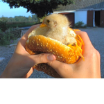 slit your chickens toes