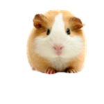 Guinea_Pigs United