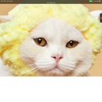 Kit kat’s meow