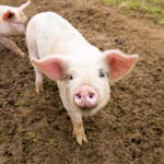 Pig Crew