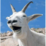 samz goats