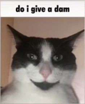 Cats with insanity.