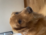 TheBigDog Inu