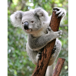 | Koala Cult |'s Place Number: 0