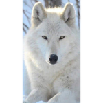 The wolf's pack101