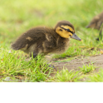 Ducky,S In Da PondS