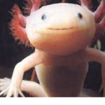 Axolotl smile games