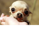 Chihuahua Grup