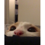 고양이 친구들