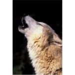 The White Wolf Army