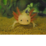 Axolotl Fan Club/Gang!