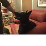 Huski