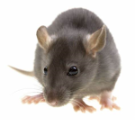 SAVE THE RATS! RATS ARE BETTER