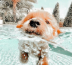 Bellalovescookies746