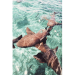 Sharky gang SHARK gang