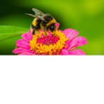Save the Bees1234