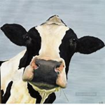 The is cow cult