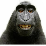 monkey activities