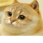 kitty fan group (just like doge)