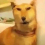 S m e l l y S o c k s