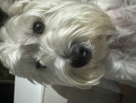 My chunky westie