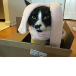 Ponyleaderr1