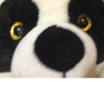 Team King Panda