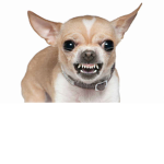 lucas the cool chihuahua