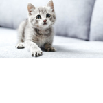 #Cat IsThe Bedst Ever