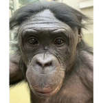 Chunked monkey with care