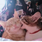 Kitten Nibbles